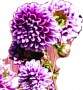 Dahlia Purple White